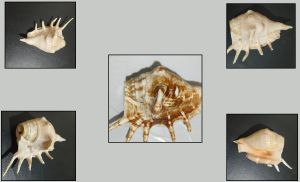 Conch Shell Panchmukhi Shankh, Color : Natural