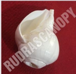 White Vamavarti Blowing Shankh, For Blown Worshipped., Purity : 100%